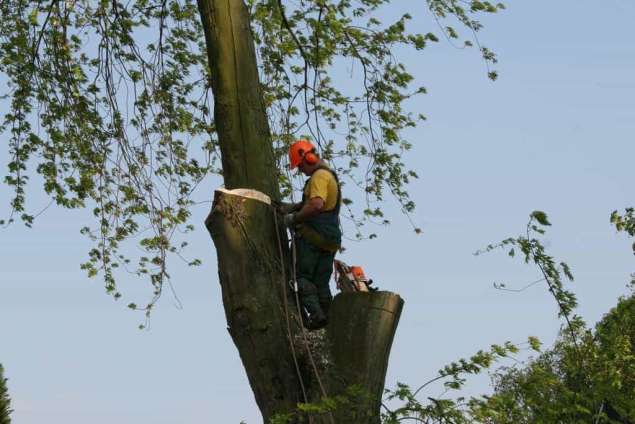 Bomen rooien hovenier Berg en dal Bergharen Berm Bern Beunigen Beusichem Bevermeer Bijsteren Blankenberg Blauwesluis Bontebrug Bontemorgen Borculo Boschheurne Boshoek Boskant Boveneinde Boven-Leeuwen Bovenveen Braamt Brakel Bredelaar Bredevoort